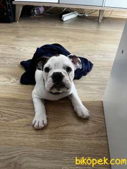 İngiliz Bulldog Kaliteli Erkek 2