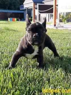 KALİTELİ FRENCH BULLDOG YAVRULARI 4