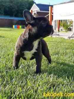 KALİTELİ FRENCH BULLDOG YAVRULARI 3
