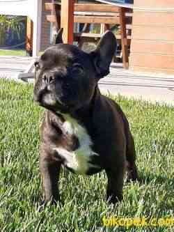 KALİTELİ FRENCH BULLDOG YAVRULARI 2