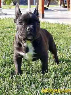 KALİTELİ FRENCH BULLDOG YAVRULARI 1