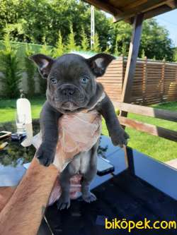 KALİTELİ BLUE FRENCH BULLDOG YAVRULARI 2