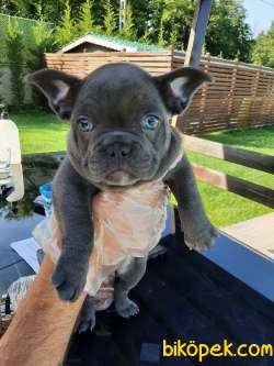 KALİTELİ BLUE FRENCH BULLDOG YAVRULARI 5