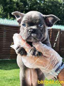 KALİTELİ BLUE FRENCH BULLDOG YAVRULARI 1