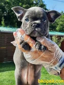 KALİTELİ BLUE FRENCH BULLDOG YAVRULARI 4