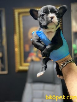 KALİTELİ FRENCH BULLDOG YAVRULARIMIZ 2
