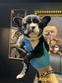 KALİTELİ FRENCH BULLDOG YAVRULARIMIZ 3