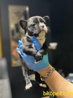 KALİTELİ FRENCH BULLDOG YAVRULARIMIZ 1