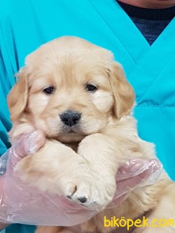 Kaliteli GOLDEN RETRIEVER YAVRULARI 2