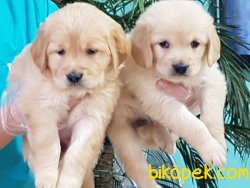 Kaliteli GOLDEN RETRIEVER YAVRULARI 3