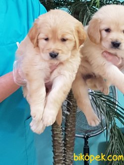Kaliteli GOLDEN RETRIEVER YAVRULARI 4