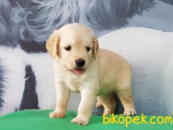 Kaliteli GOLDEN RETRIEVER YAVRULARI 1