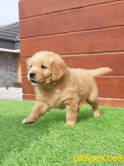 KALITELI GOLDEN RETRIEVER YAVRULARI 4