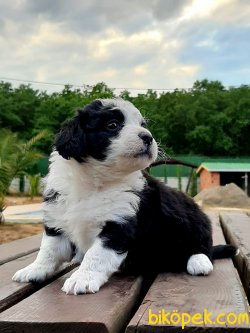 Kalıtelı Havanese Yavruları 3