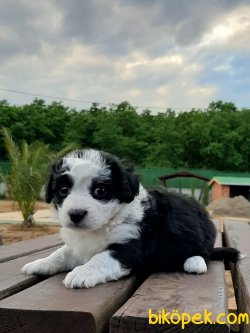 Kalıtelı Havanese Yavruları 2