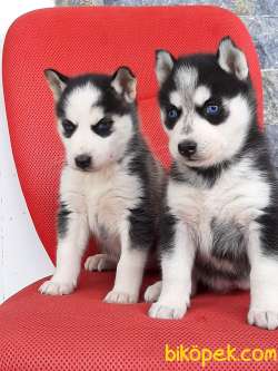 KALİTELİ Husky (sibirya Kurdu) Yavruları 1