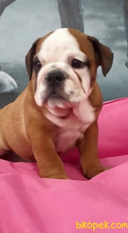 KALİTELİ İNGİLİZ BULLDOG YAVRULARI 5