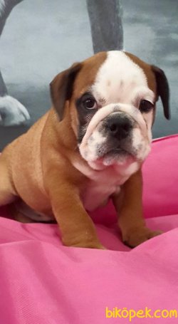 KALİTELİ İNGİLİZ BULLDOG YAVRULARI 3