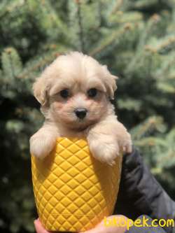 Kaliteli Irk Maltipoo Yavrumuz 1