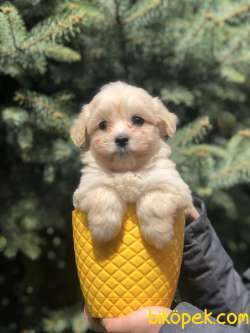 Kaliteli Irk Maltipoo Yavrumuz 3