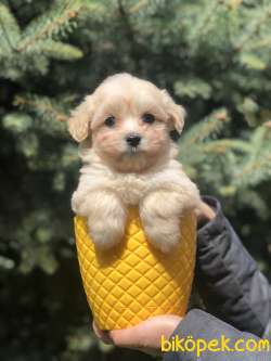 Kaliteli Irk Maltipoo Yavrumuz 2