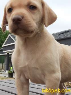 KALİTELİ LABRADOR RETRIEVER YAVRULARI 4