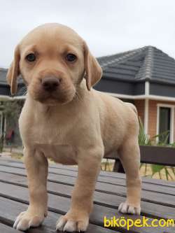 KALİTELİ LABRADOR RETRIEVER YAVRULARI 1