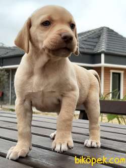 KALİTELİ LABRADOR RETRIEVER YAVRULARI 2