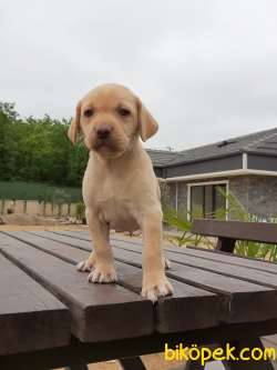 KALİTELİ LABRADOR RETRIEVER YAVRULARI 5