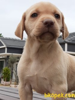 KALITELİ LABRADOR RETRIEVER YAVRULARIMIZ 3