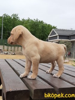 KALITELİ LABRADOR RETRIEVER YAVRULARIMIZ 5