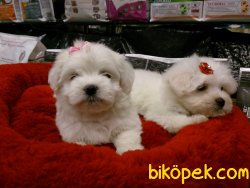 KALİTELİ MALTESE TERRIER YAVRULARI 2