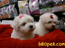 KALİTELİ MALTESE TERRIER YAVRULARI 5