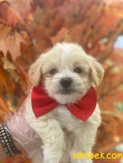 KALİTELİ MALTİPOO BEBEKLER  . 2