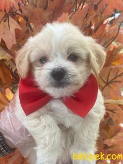 KALİTELİ MALTİPOO BEBEKLER  . 3