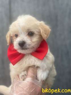KALİTELİ MALTİPOO BEBEKLER  . 1