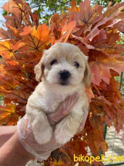 KALİTELİ MALTİPOO BEBEKLERİMİZ 1