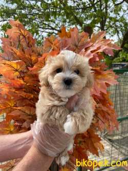 KALİTELİ MALTİPOO BEBEKLERİMİZ 3