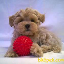 KALİTELİ MALTİPOO BEBEKLERİMİZ 2
