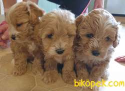 KALİTELİ MALTİPOO BEBEKLERİMİZ 3