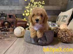 KALİTELİ MALTİPOO BEBEKLERİMİZ 1