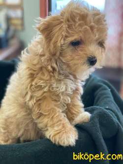KALİTELİ MALTİPOO YAVRULARIMIZ 3