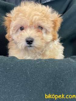 KALİTELİ MALTİPOO YAVRULARIMIZ 2