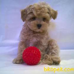KALİTELİ MALTİPOO YAVRULARMIZ GELMİŞTRR 2