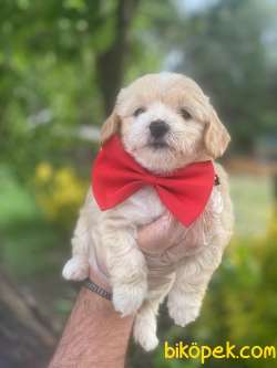 KALİTELİ MALTİPOO YAVRULARMIZ GELMİŞTRR 3