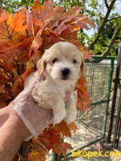 KALİTELİ MALTİPOO YAVRULARMIZ GELMİŞTRR 1
