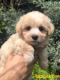 Kaliteli Orijinal Irk Maltipoo Yavrumuz 1
