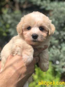 Kaliteli Orijinal Irk Maltipoo Yavrumuz 3