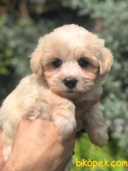 Kaliteli Orijinal Irk Maltipoo Yavrumuz 2
