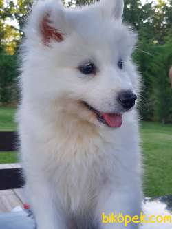 KALİTELİ PAMUK SAMOYED YAVRULARI 3